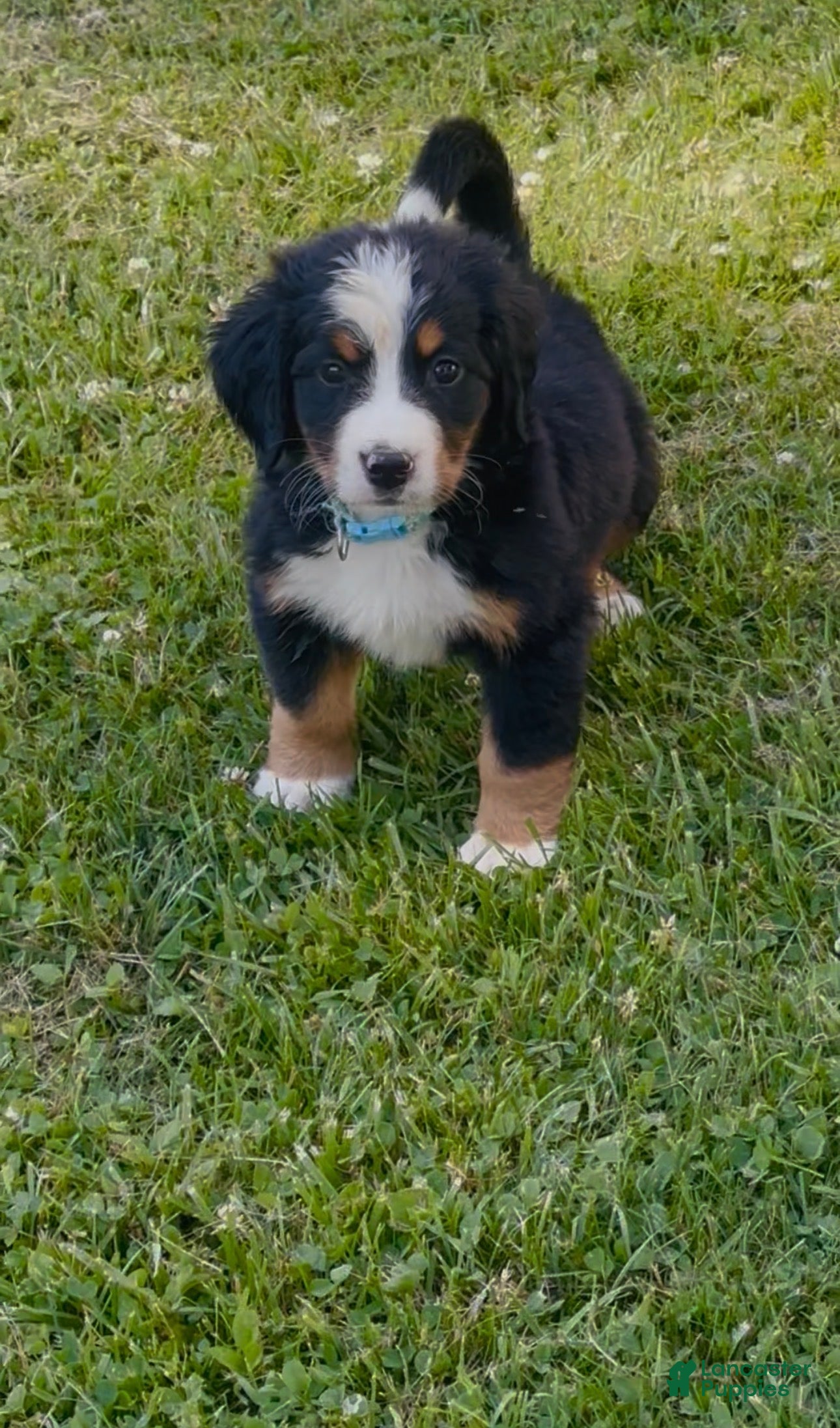 Bernese Mountain Dog dogs Berner bunch - Ad 2