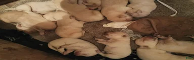 Labrador Retriever 5