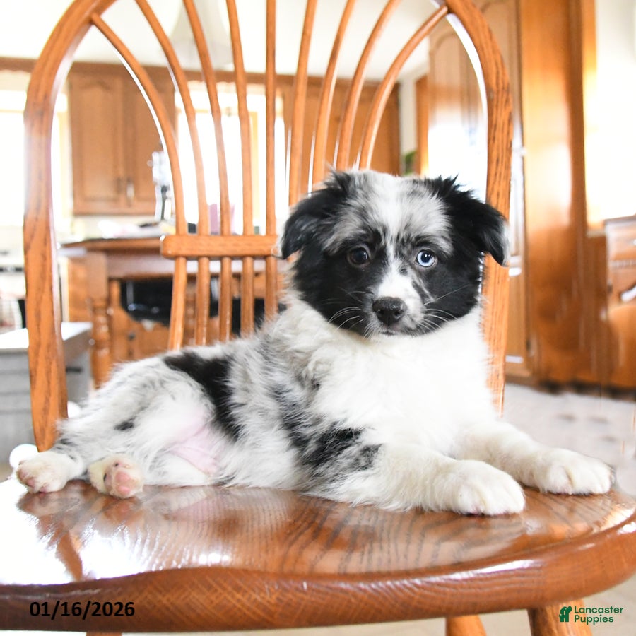 Miniature Australian Shepherd dogs Oreo - Ad 6