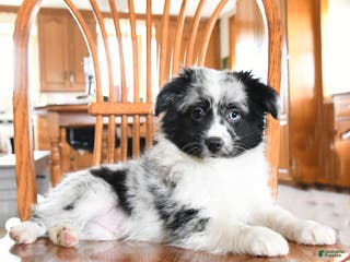 Miniature Australian Shepherd dogs Oreo - Ad 10
