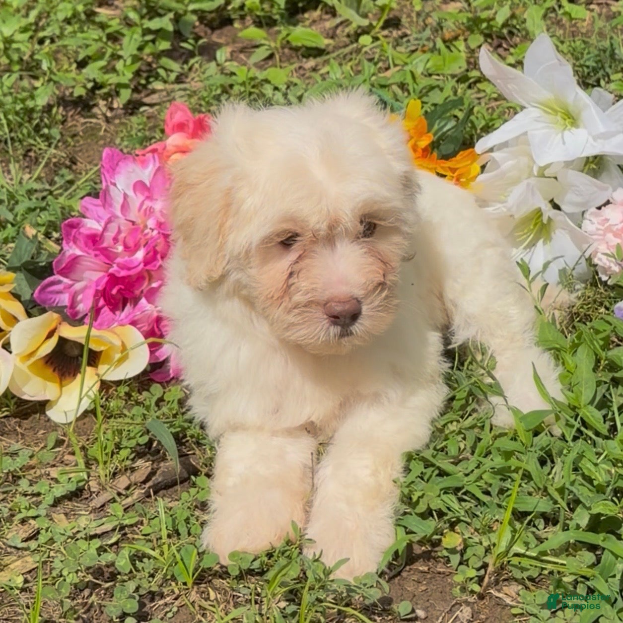 Mini Goldendoodle dogs Elsa - Ad 2