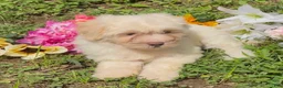 Mini Goldendoodle dogs for sale: Elsa - Ad 2