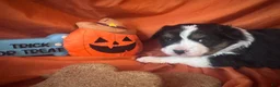 Miniature Australian Shepherd dogs for sale: Neagley - Ad 6