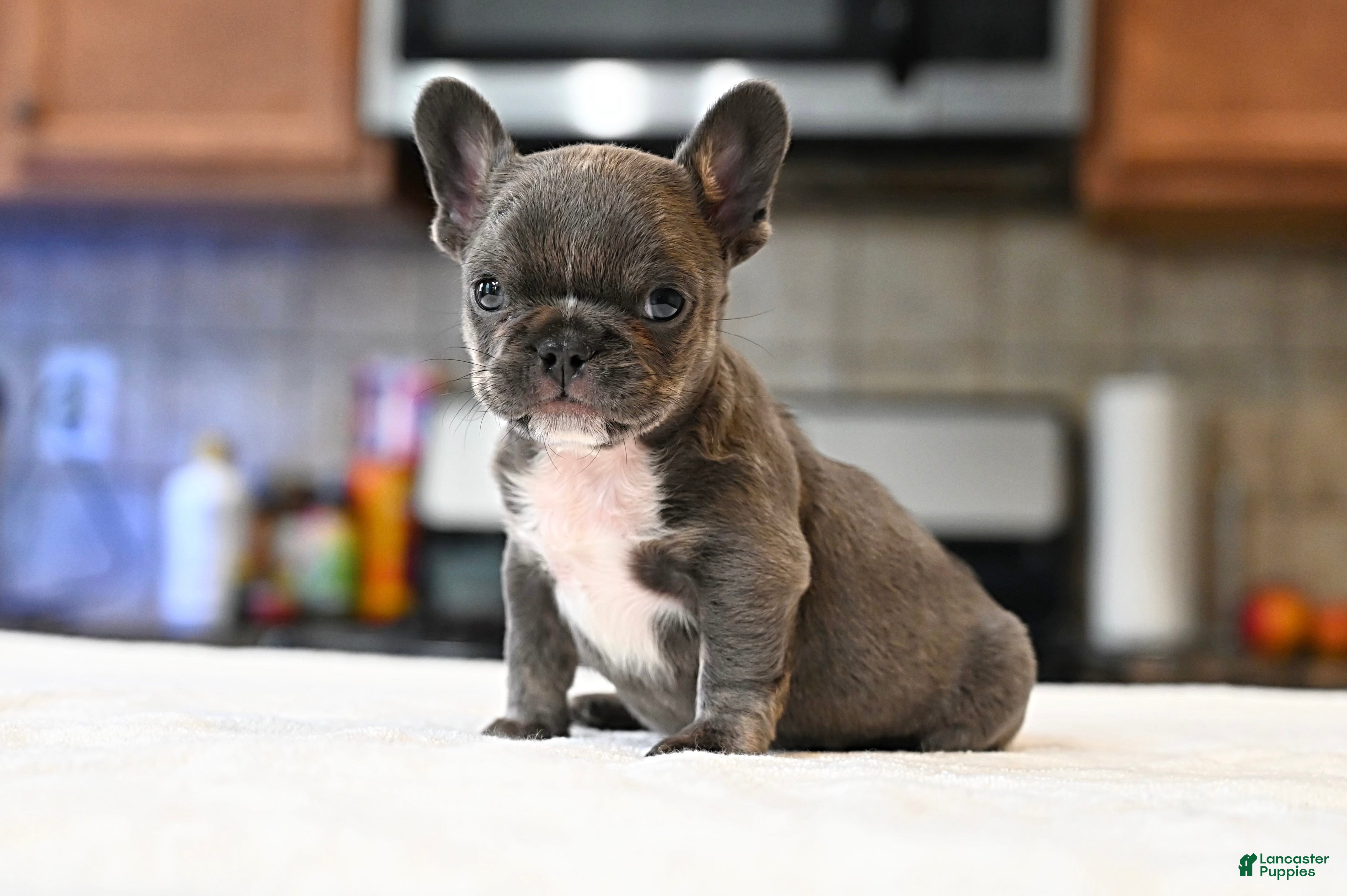 French Bulldog dogs French Bulldog 2 - Ad 1