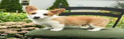 Welsh Corgi Pembroke dogs for sale: Kyle - Ad 3