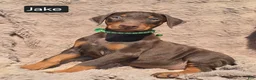 Doberman Pinscher dogs for sale: Jake - Ad 3