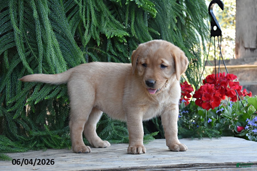 Goldador dogs for sale: Daisy - Ad 2