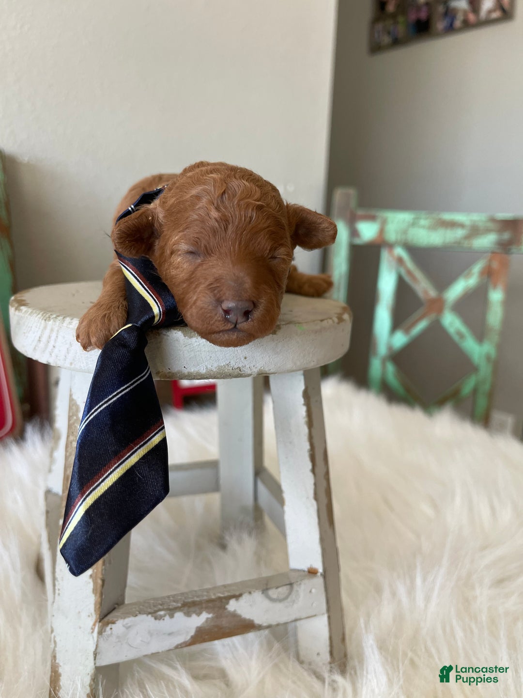 Toy Poodle dogs for sale: Akc Bred Color Red Boy - Ad 3