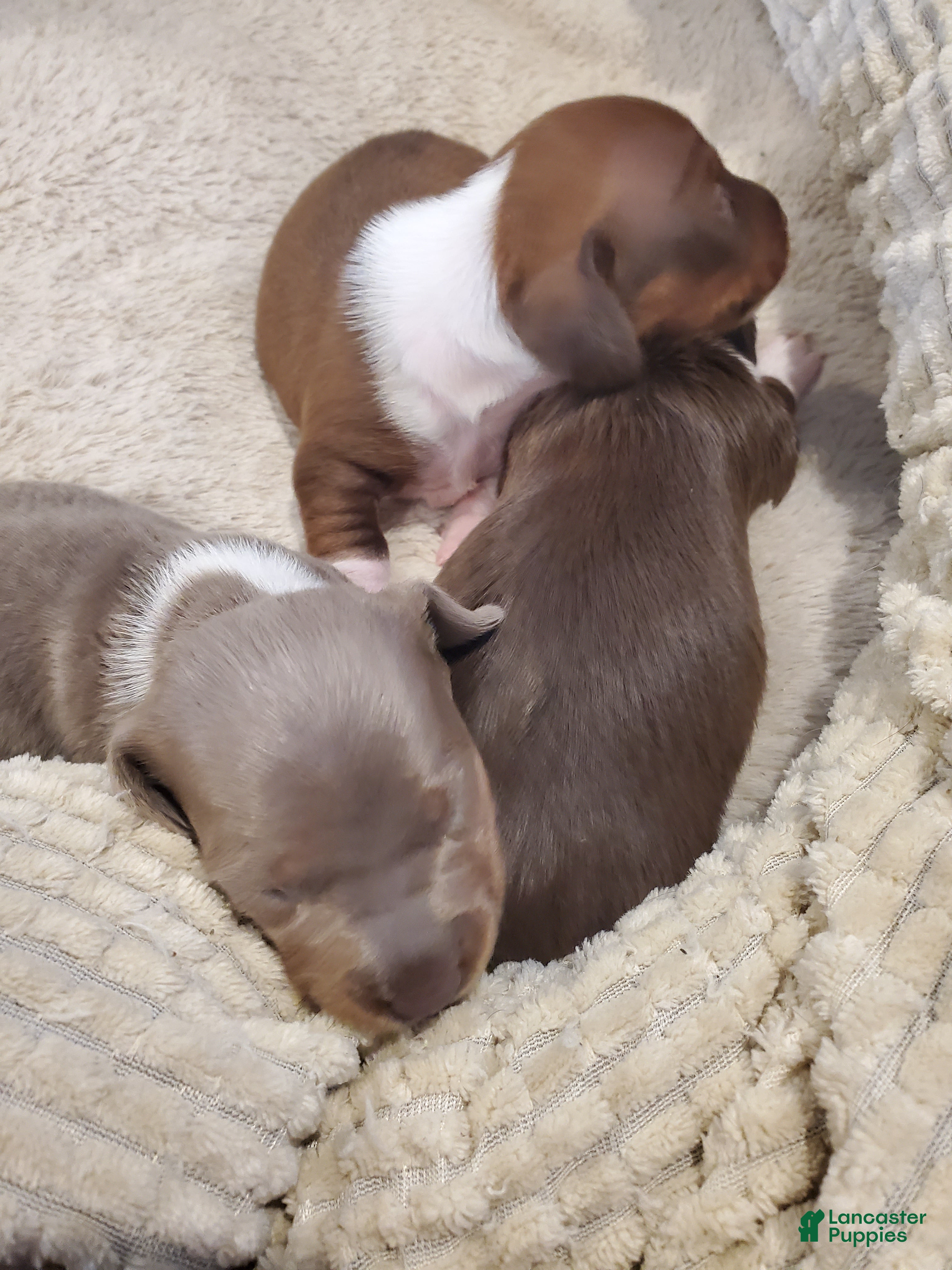 Dachshund dogs Dachshund Puppy 3 - Ad 18