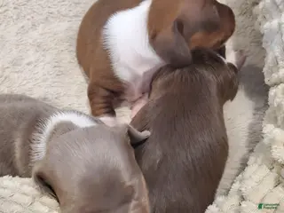 Dachshund dogs Dachshund Puppy 3 - Ad 18