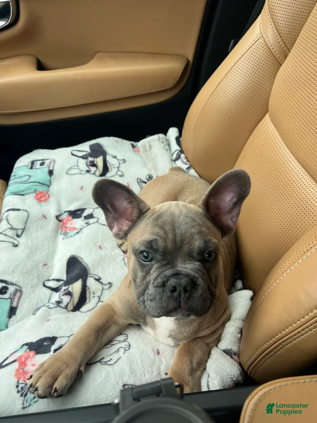 French Bulldog dogs for sale: French Bulldog Puppy 1 - Ad 3