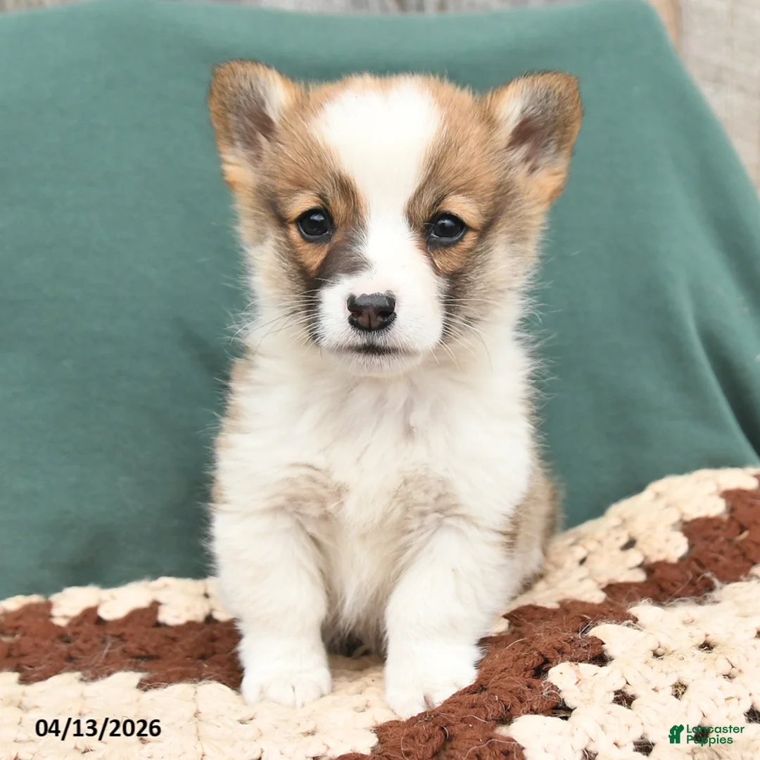 Welsh Corgi Pembroke dogs for sale: Henry - Ad 3