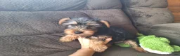 Yorkshire Terrier dogs for sale: Chip - Ad 1
