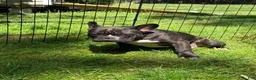 French Bulldog dogs for sale: French Bulldog Puppy 1 - Ad 2