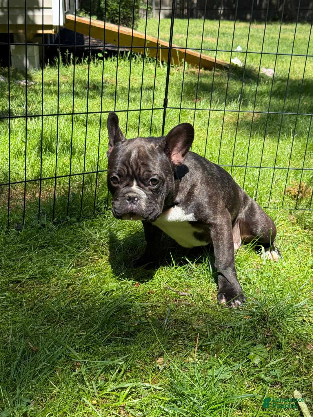 French Bulldog dogs for sale: French Bulldog Puppy 1 - Ad 2