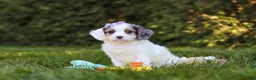 Cavapoo dogs for sale: Ivory Rose - Ad 2