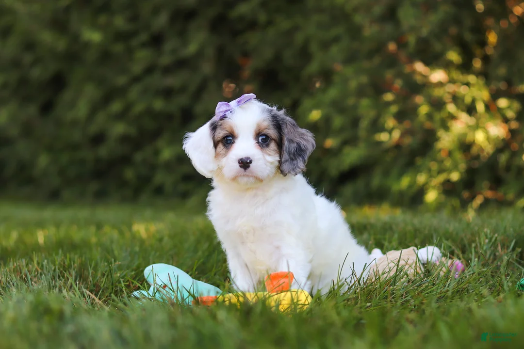 Cavapoo dogs for sale: Ivory Rose - Ad 2