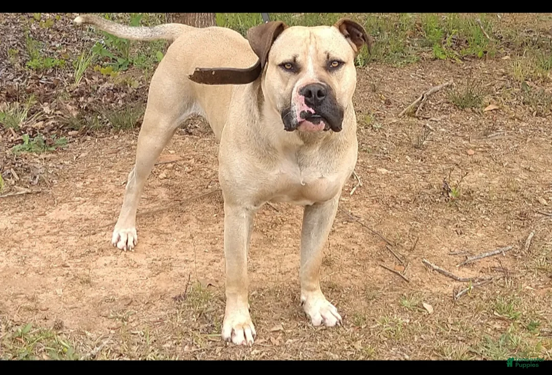 American Bulldog dogs for sale: Boss - Ad 5