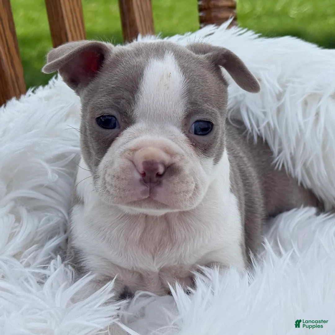 Boston Terrier dogs for sale: Daisy special needs - Ad 2