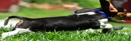 Beagle dogs for sale: Valen - Ad 8