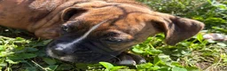 Boxer dogs for sale: Boxer 3 - Ad 7