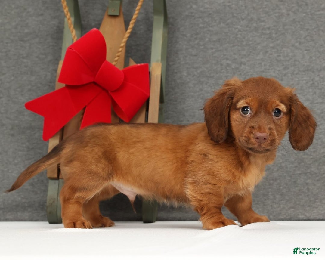 Miniature Dachshund dogs for sale: Gabe - Ad 1