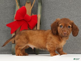 Miniature Dachshund dogs Gabe - Ad 10