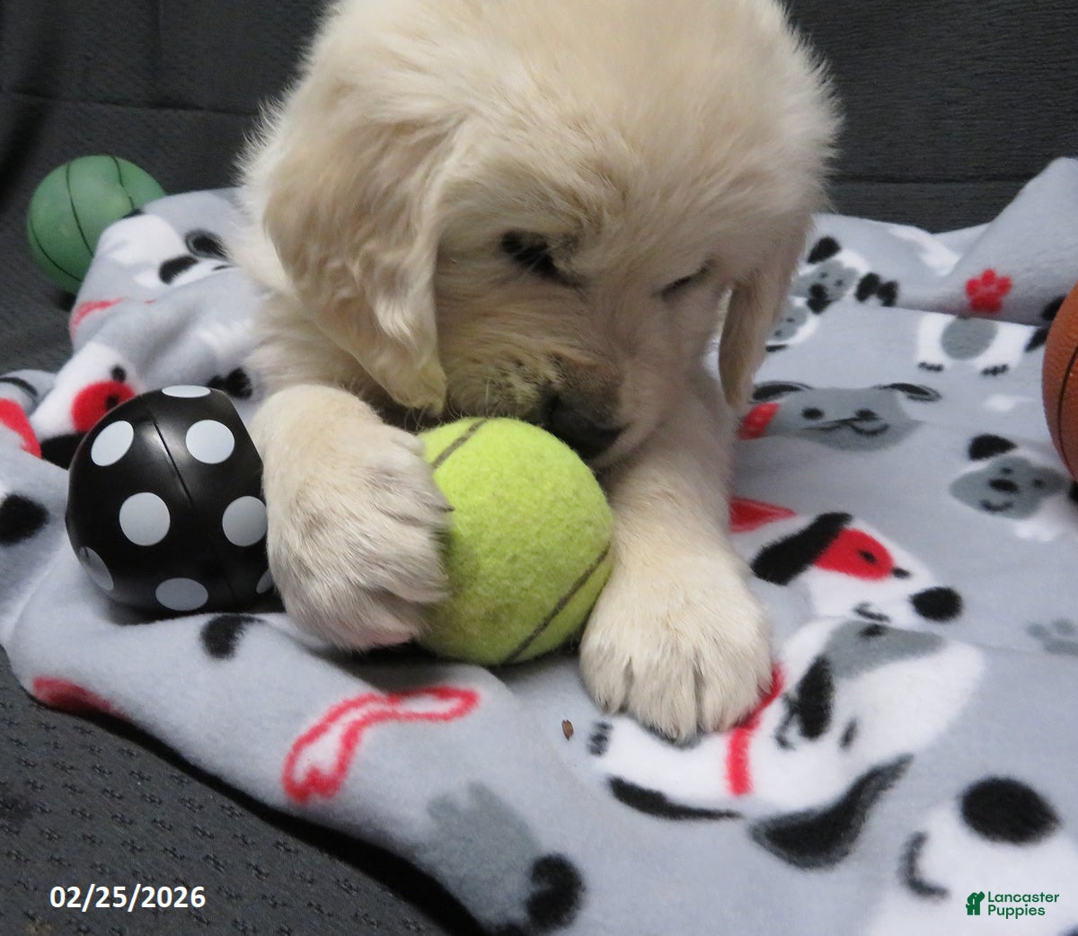 Golden Retriever dogs Snoopy - Ad 2