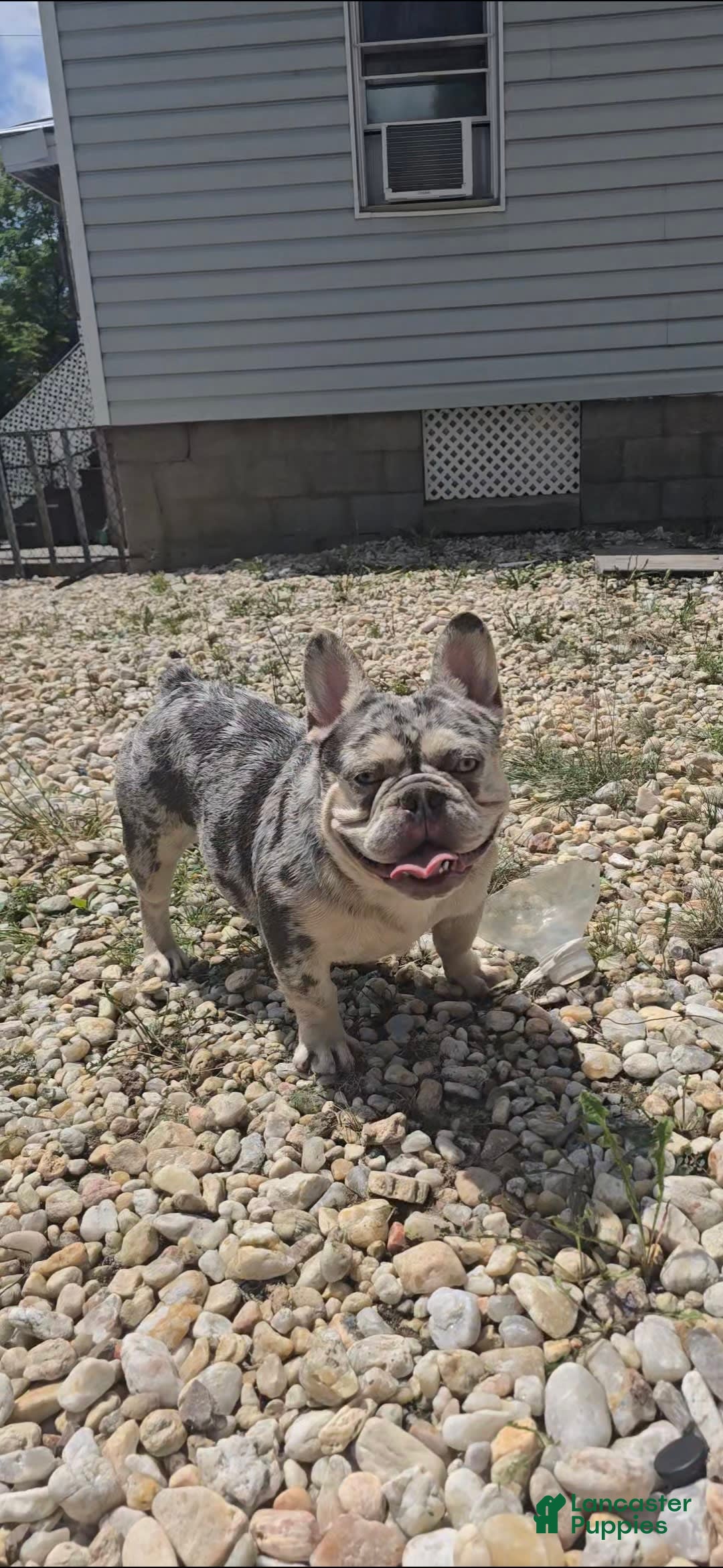 French Bulldog dogs for stud: French Bulldog 1 puppies - Ad 5