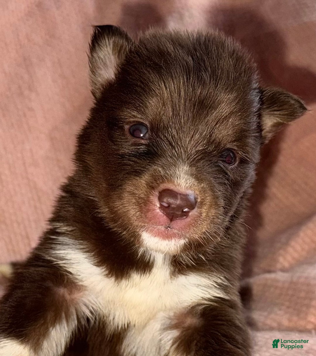 Siberian Husky dogs for sale: Prancer - Ad 1