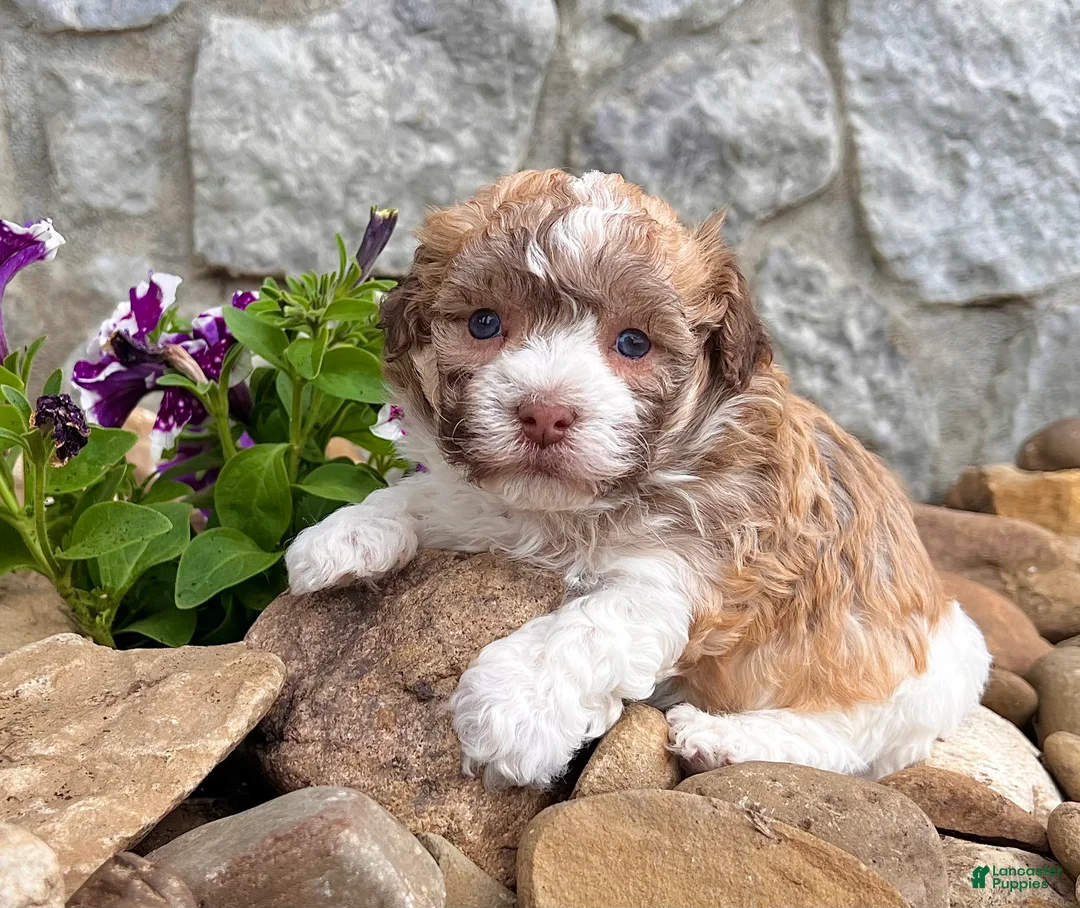 Havanese dogs for sale: Logan - Ad 1