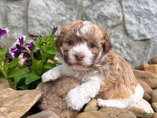 Havanese dogs for sale: Logan - Ad 2