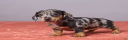 Miniature Dachshund dogs for sale: Violet - Ad 5