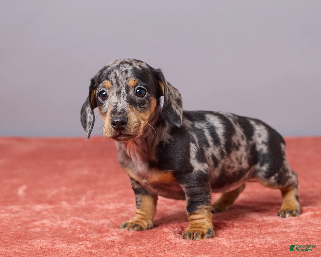 Miniature Dachshund dogs for sale: Violet - Ad 5