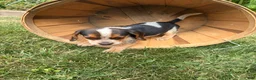 Beagle dogs for sale: Female purple collar summer 2026 - Ad 5
