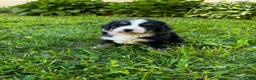 Bernese Mountain Dog dogs for sale: Roxy - Ad 10