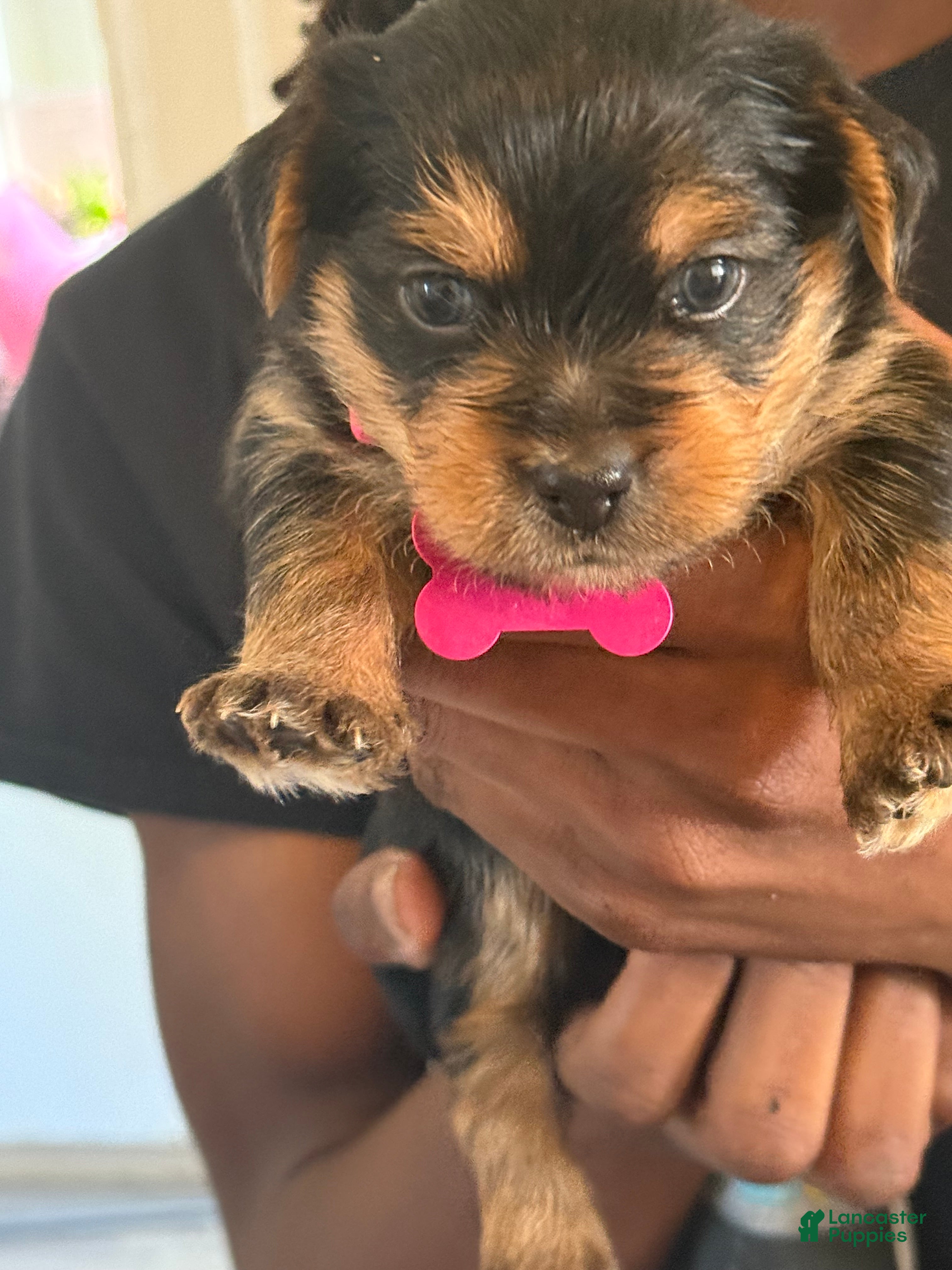 Yorkshire Terrier dogs for sale: Zuri - Ad 9