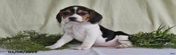 Beagle dogs for sale: Mindy - Ad 2