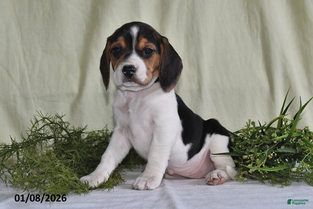 Beagle dogs for sale: Mindy - Ad 2