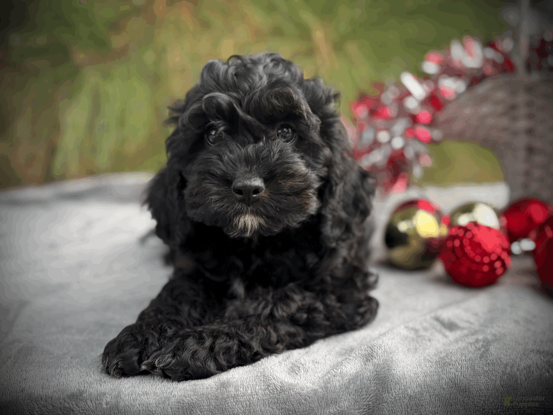 Cockapoo dogs for sale: Blaze - Ad 4