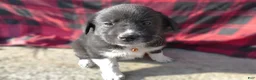 Great Pyrenees dogs for sale: Great Pyrenees Puppy 2 Mia - Ad 2