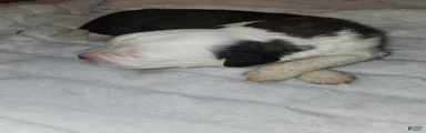 Saint Bernard 1