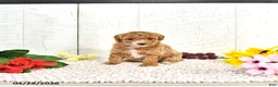 Miniature Poodle dogs for sale: Rena - Ad 4