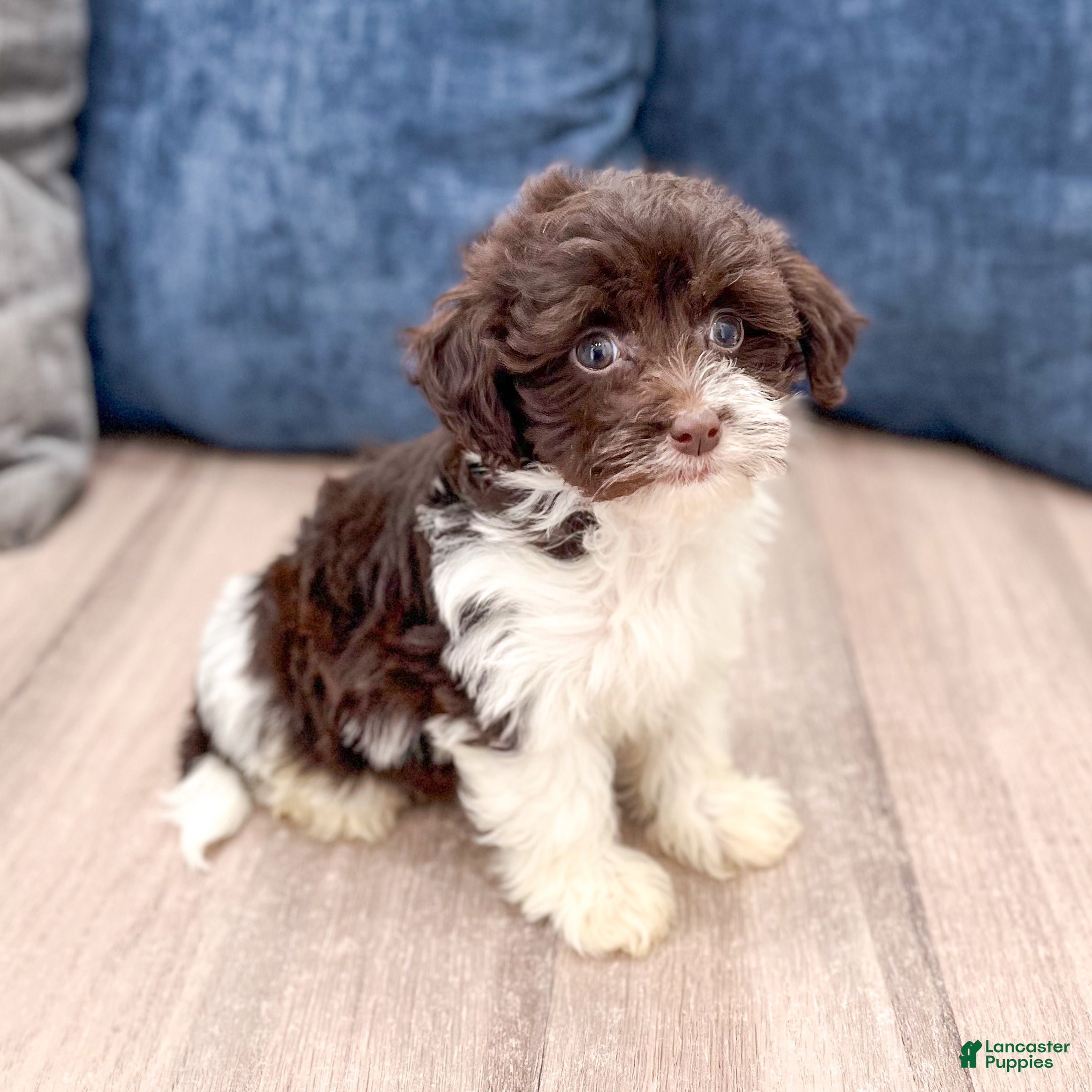 Havanese dogs Alice - Ad 1
