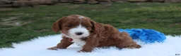 Cavapoo dogs for sale: Dante  - Ad 5