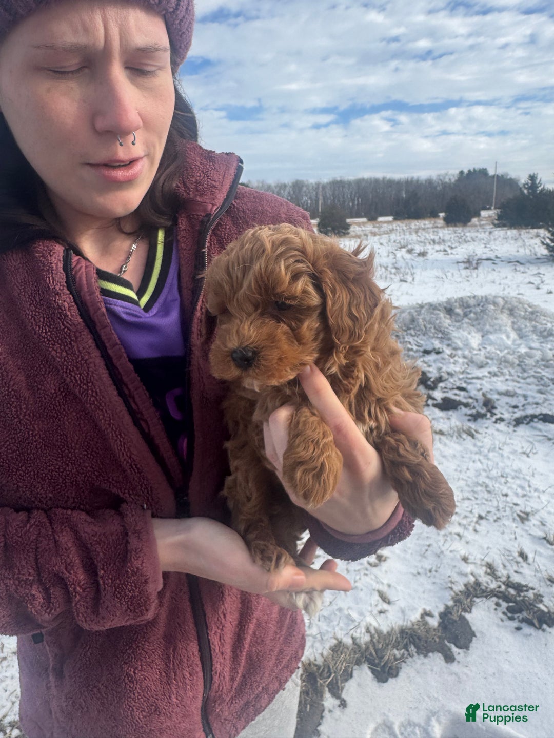 Mini Goldendoodle dogs for sale: Mini Goldendoodle Puppy 3 - Ad 3