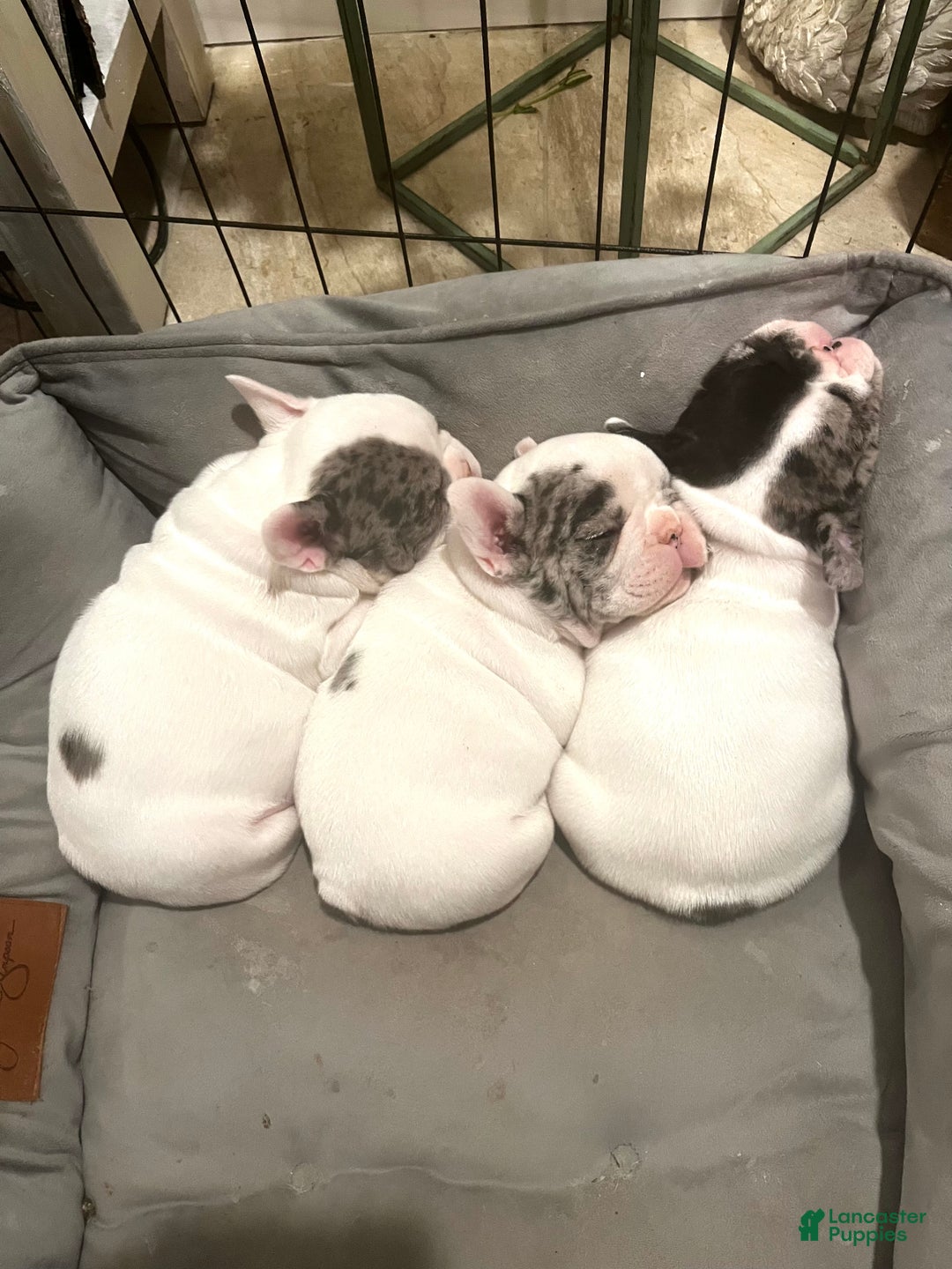 French Bulldog dogs for sale: Cajun - Ad 5