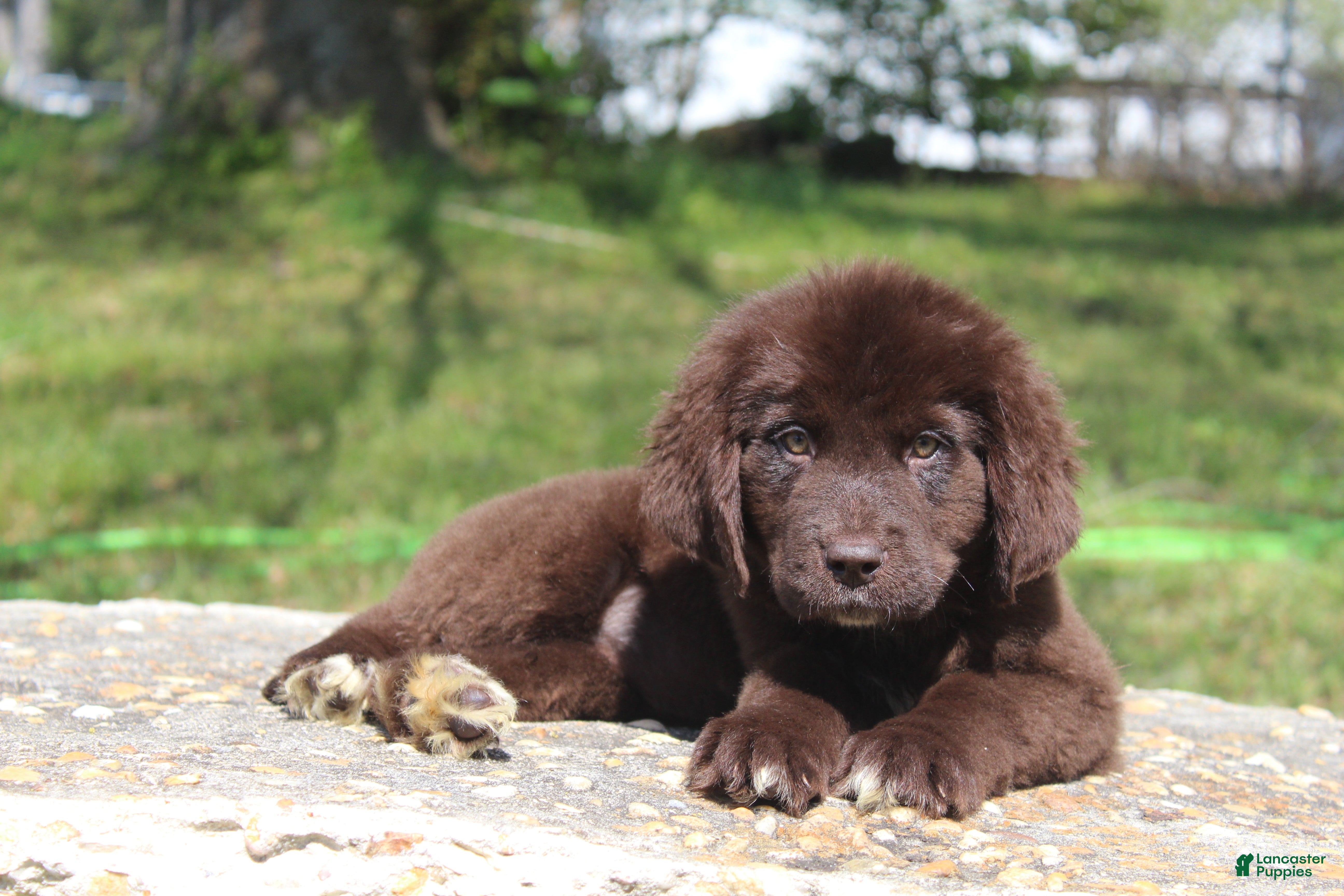 Newfoundland dogs Lady - Ad 1