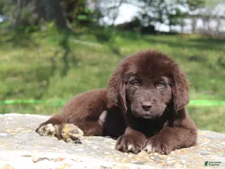 Newfoundland dogs Lady - Ad 1