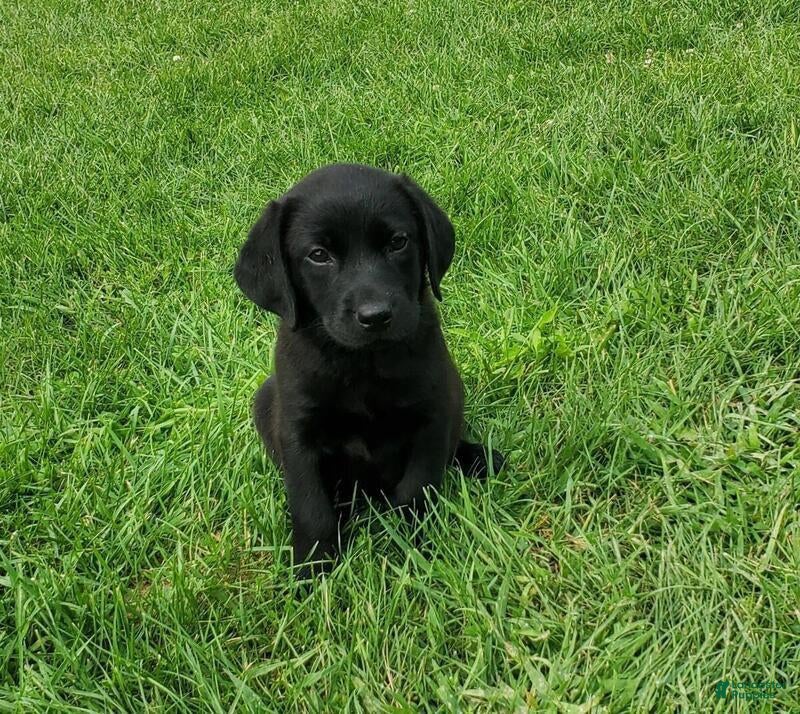 Labrador Retriever dogs for sale: Labrador Retriever Puppy 1 - Ad 2